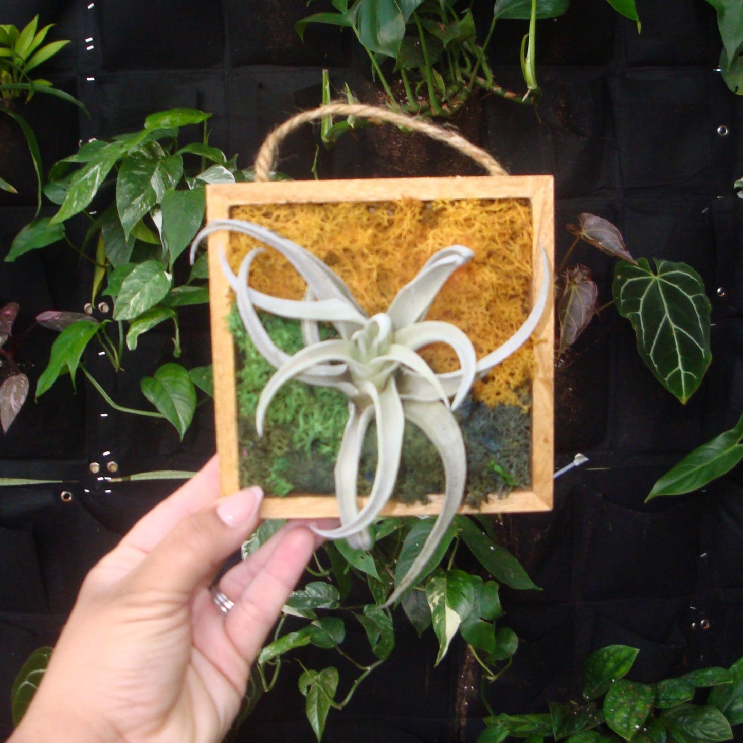 Moss Shadow Box Craft Kit