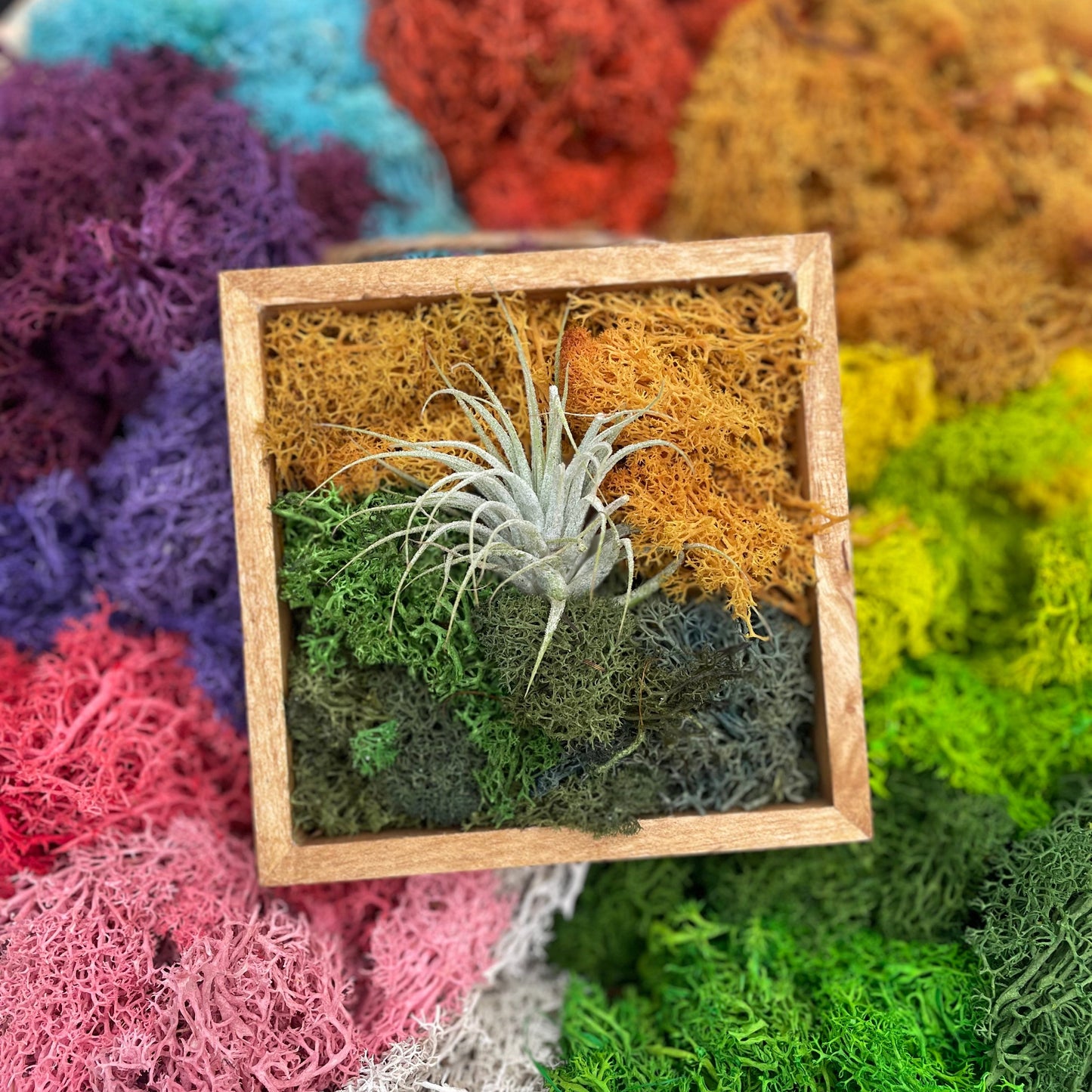 Moss Shadow Box Craft Kit