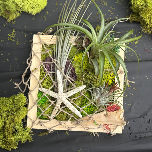 Moss Shadow Box Craft Kit